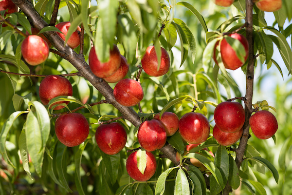 Poster for Fruit Tree Planting, Pruning and Production Workshop