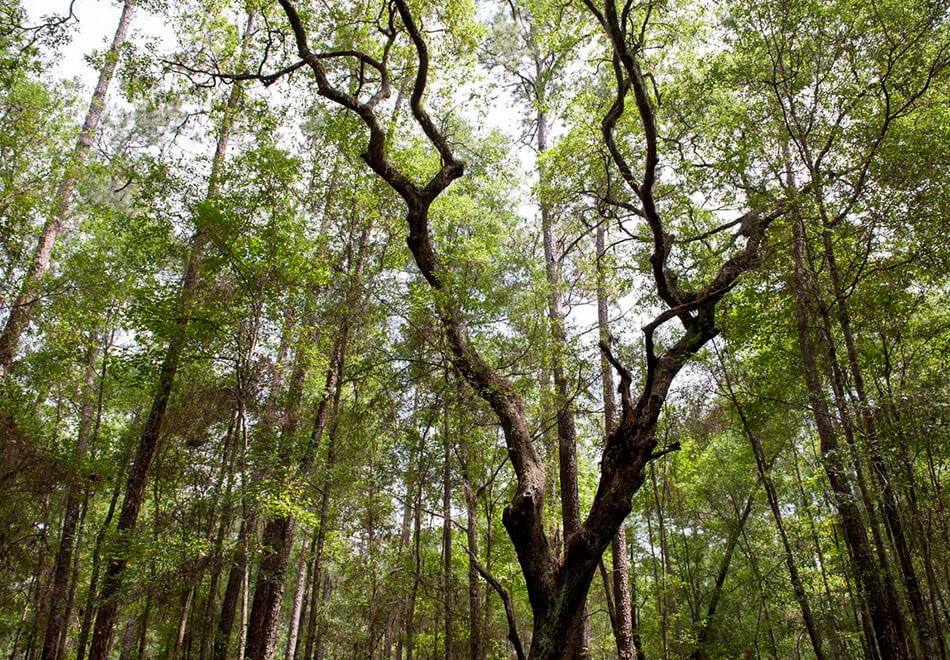 view of trees