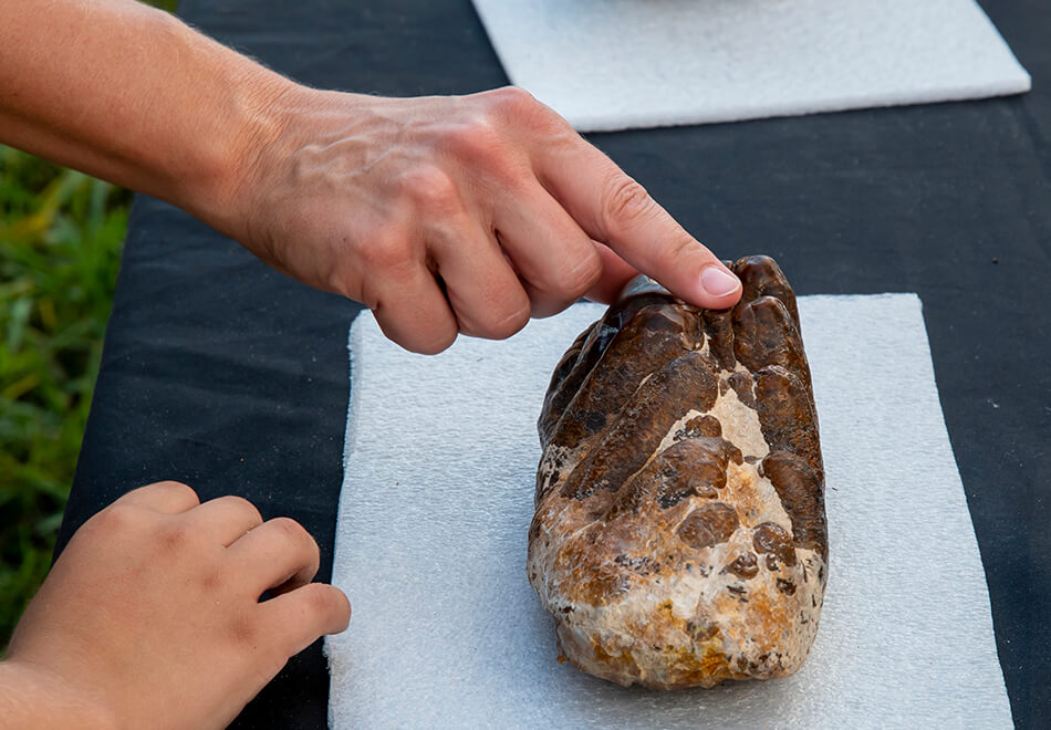 people interacting with fossils
