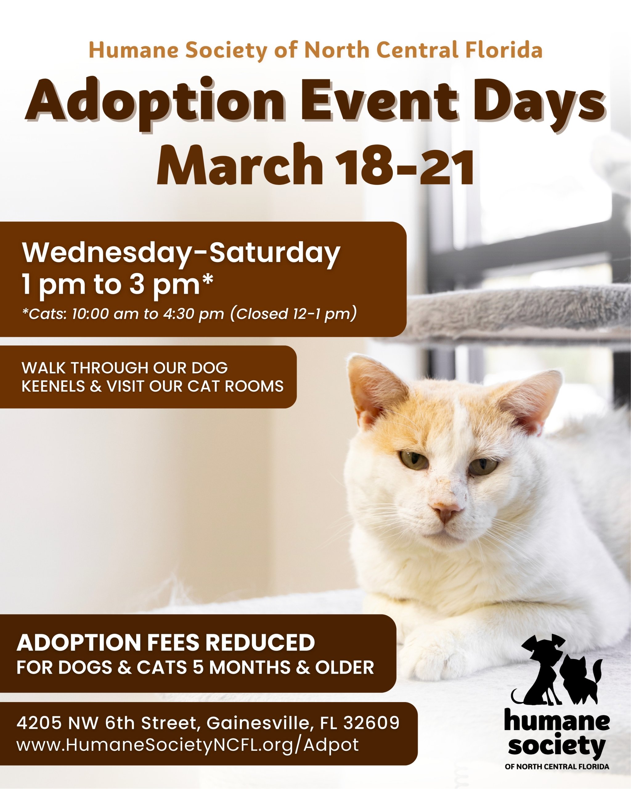 HSNCF March Adoption Event Days featuring a cream colored cat looking at the viewer with the Adoption Event Days listed