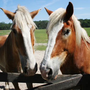 Happy horses