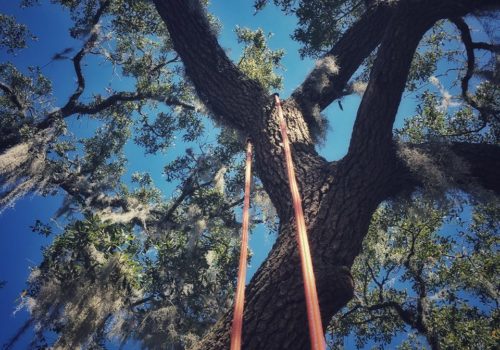 Canopy Climbers