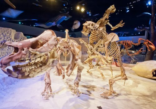 Skeletons at the Florida Fossil Hall at the Florida Museum of Natural History