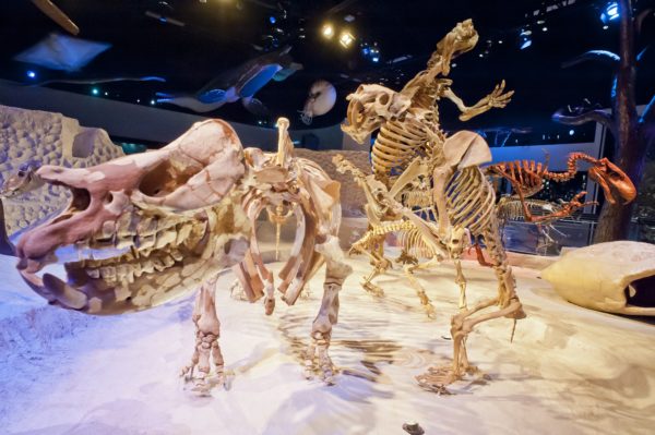 Skeletons at the Florida Fossil Hall at the Florida Museum of Natural History