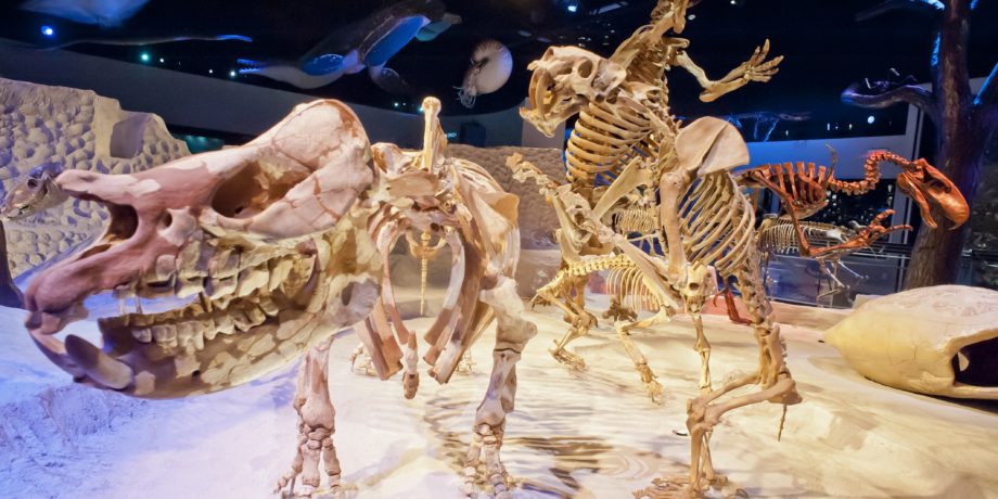 Skeletons at the Florida Fossil Hall at the Florida Museum of Natural History