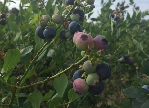 Wacahoota Farm Blueberries