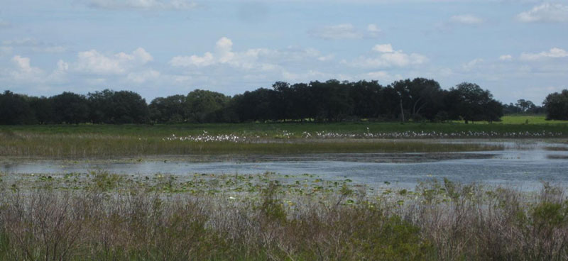 Watermelon Pond Park Wetlands