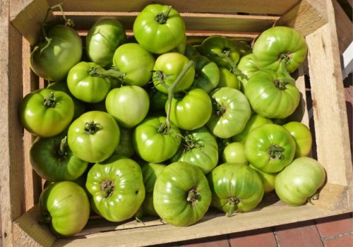 Tomatoes at the Market