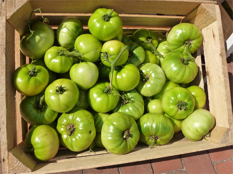 Tomatoes at the Market