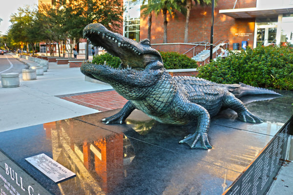 Bull Gator statue outside Heavener Hall at Ben Hill Griffin Stadium at the University of Florida in Gainesville, FL.