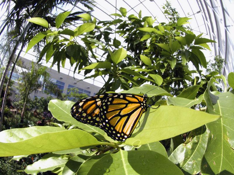 Butterfly Rainforest Events In Gainesville And What S Good In