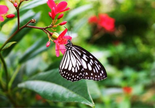 Butterfly Rainforest