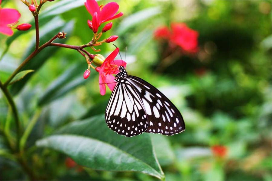 Butterfly Rainforest