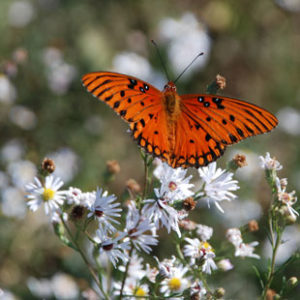 Butterfly at Paynes Prairie