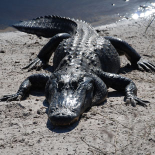 an alligator on the sand
