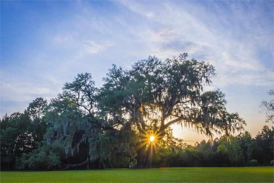 Cellon Oak Park sunset