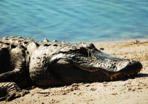 an alligator sun bathing