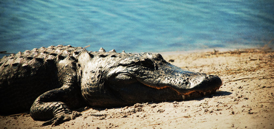 an alligator sun bathing