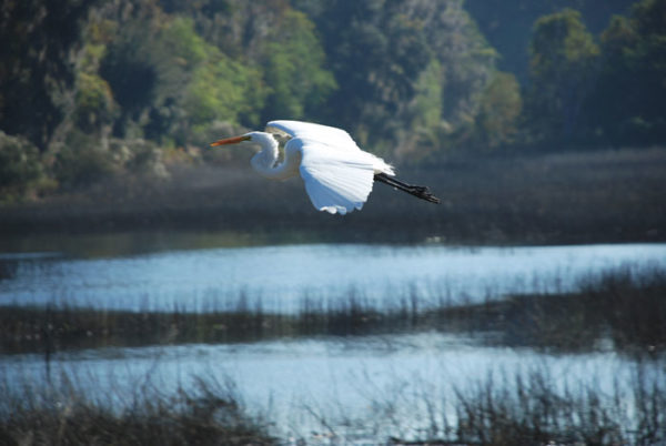 an egret flying