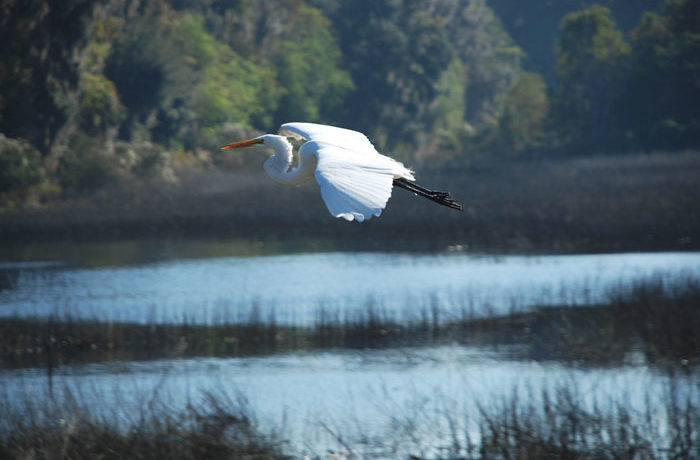 an egret flying