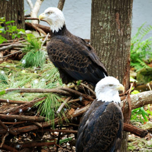 Bald Eagles at the Santa Fe College Teaching Zoo
