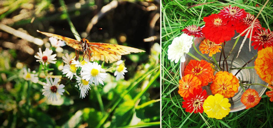 Butterfly and flowers