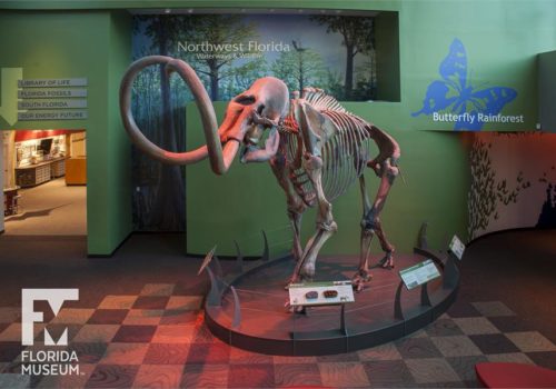 Mammoth Central Gallery