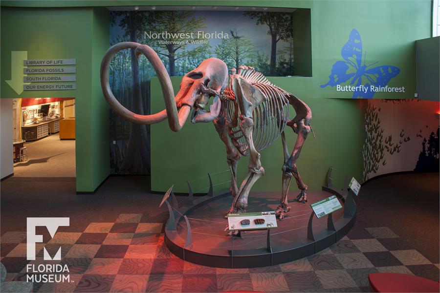 Mammoth Central Gallery