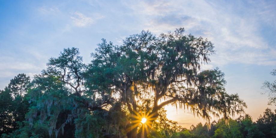 Sunset at Cellon Oak Park