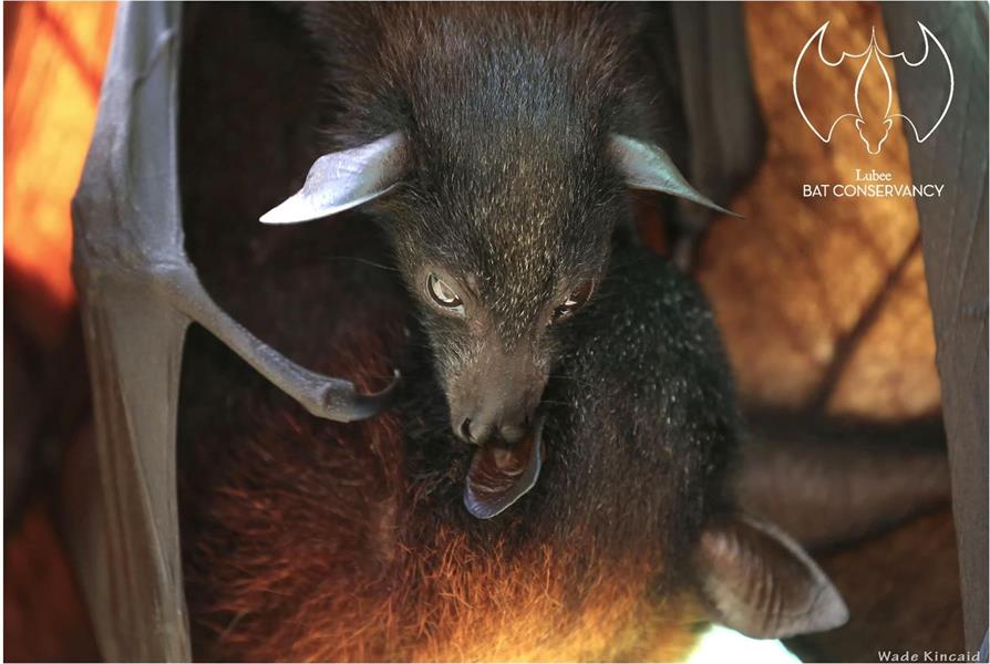 Lubee fruit bat