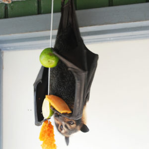 Lubee Bat Conservancy