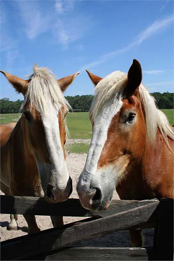 horses
