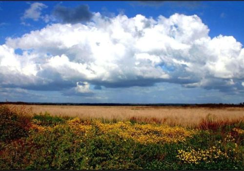 Paynes Prairie Preserve State Park