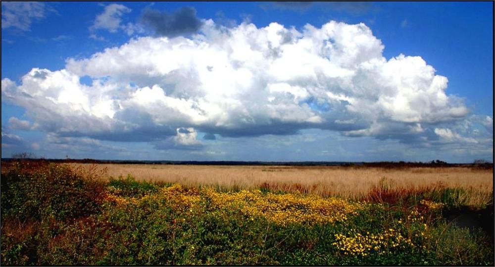 Paynes Prairie Preserve State Park