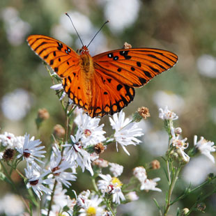 a butterfly on flowers
