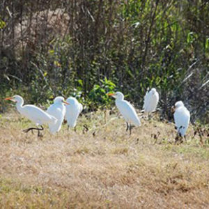 Family of birds at Paynes Prairie