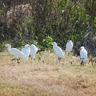 Family of birds at Paynes Prairie