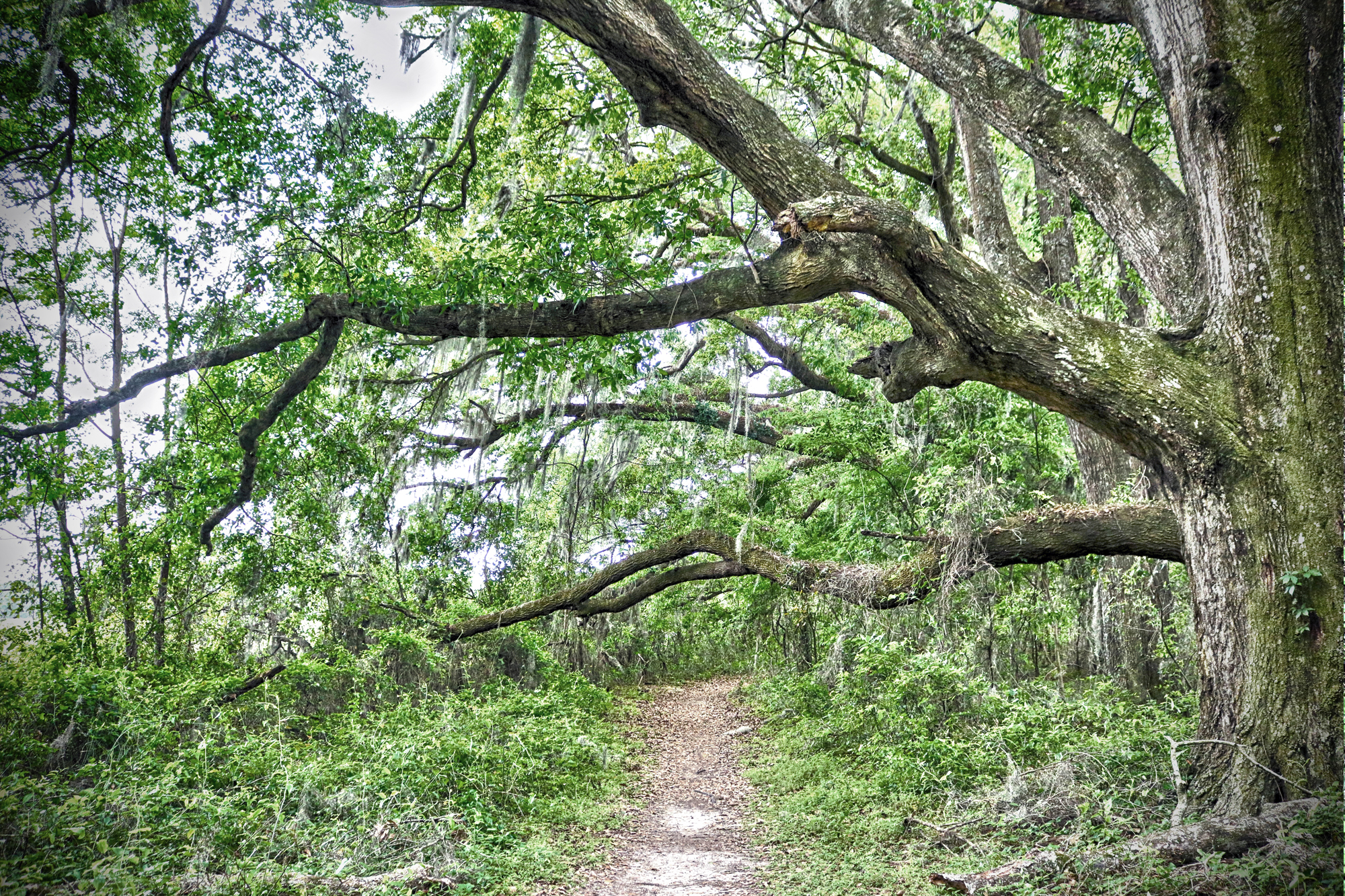 Outdoor Adventures in Gainesville & Alachua County Mountain bike trail at San Felasco Hammock State Park