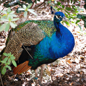 Peafowl at Santa Fe Teaching Zoo