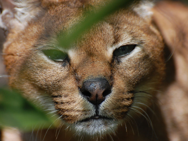 Our caracal looks out at the visitors