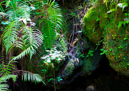 Waterfalls and lush vegetation at Devil's Millhopper