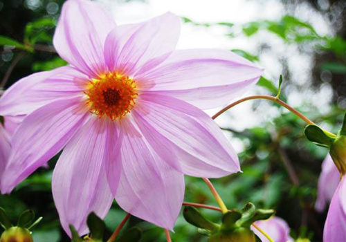 Flowers at Kanapaha Botanical Gardens