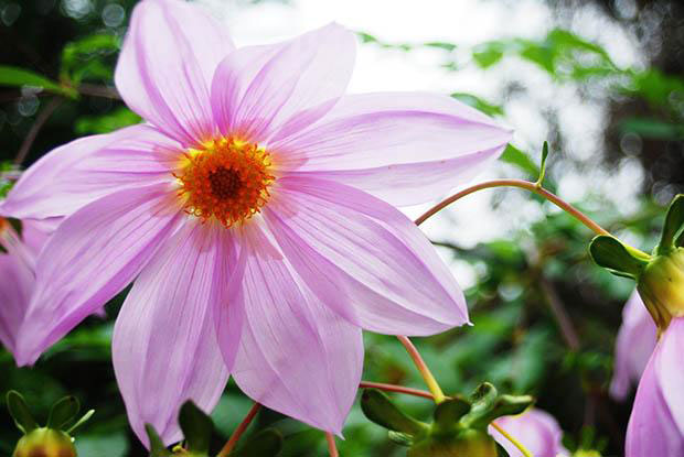 Flowers at Kanapaha Botanical Gardens