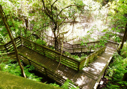 The Devil's Millhopper Boardwalk