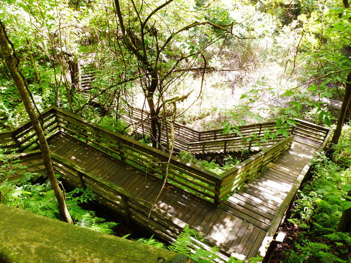 The Devil's Millhopper Boardwalk