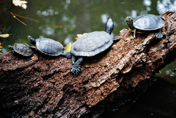 turtles on a log