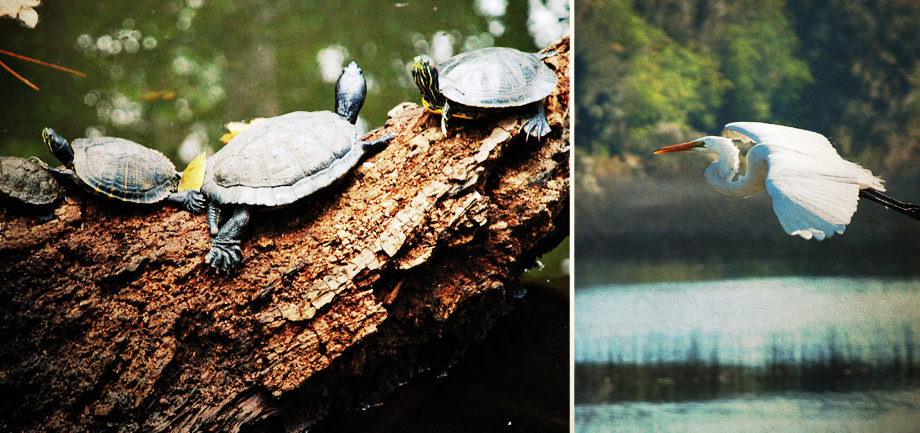 turtles and an egret