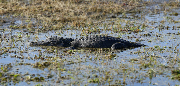 alligator at la chua trail basking in sun