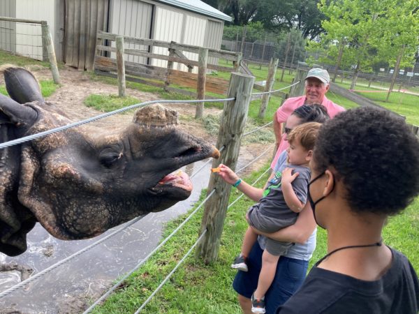 kid feeding rhino