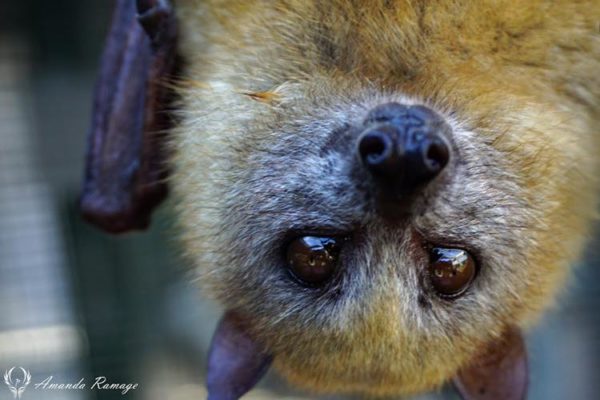 picture of a bat